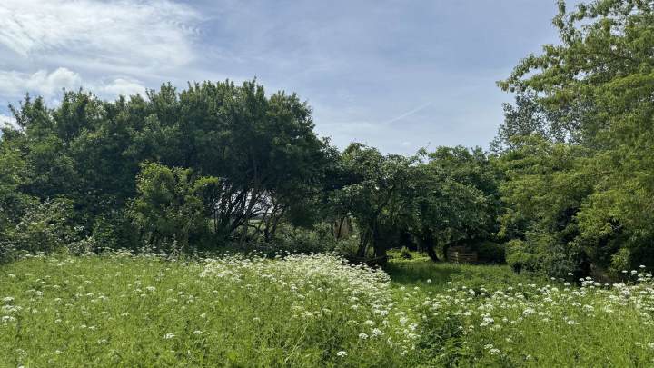 Traumhaftes Reethaus mit zwei Wohnungen in idyllischer Alleinlage